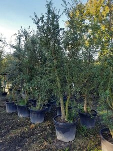 Quercus suber 250-300 cm container meerstammig - afbeelding 10