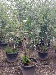 Quercus suber 250-300 cm container meerstammig - afbeelding 5