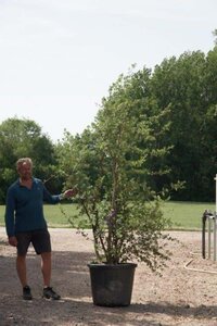 Quercus suber 250-300 cm container multi-stem - image 9