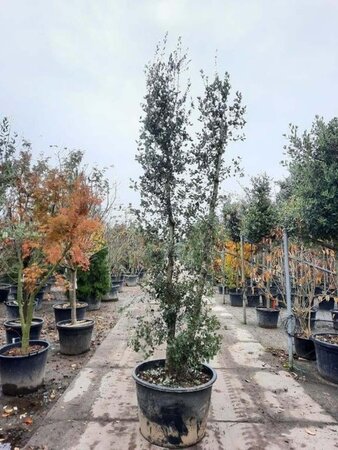 Quercus suber 300-350 cm cont. 230L meerstammig - afbeelding 4