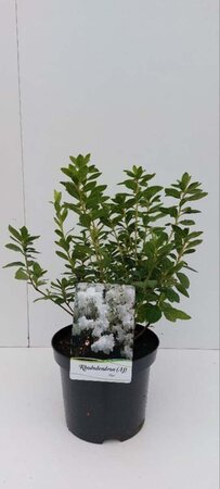 Rhododendron (AJ) 'Adonis' WIT 25-30 cm cont. 3,0L - afbeelding 2