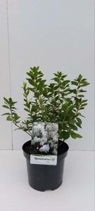 Rhododendron (AJ) 'Adonis' WIT 25-30 cm cont. 3,0L - afbeelding 1