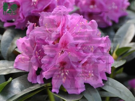 Rhododendron 'Anah Kruschke' PAARS 30-40 cm cont. 5,0L - afbeelding 1