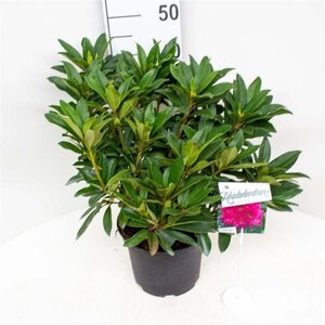 Rhododendron 'Anah Kruschke' PAARS 30-40 cm cont. 5,0L - afbeelding 2