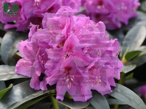 Rhododendron 'Anah Kruschke' PAARS 40-50 cm cont. 5,0L - afbeelding 1