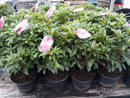 Rhododendron 'Anah Kruschke' PAARS 40-50 cm cont. 5,0L - afbeelding 2