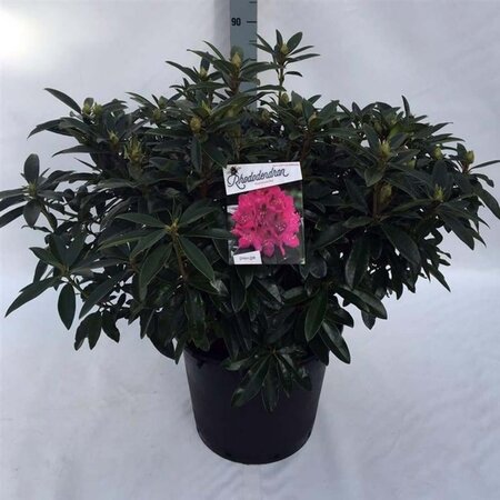 Rhododendron 'Anah Kruschke' PAARS 70-80 cm cont. 30L - afbeelding 1