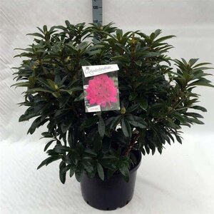 Rhododendron 'Anah Kruschke' PAARS 80-100 cm cont. 40L - afbeelding 1