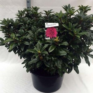 Rhododendron 'Anah Kruschke' PAARS 80-100 cm cont. 80L - afbeelding 2