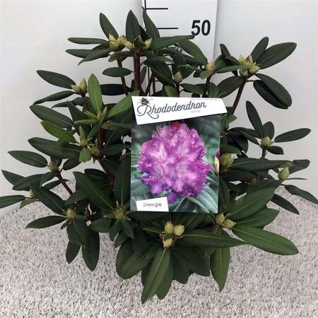 Rhododendron 'Alfred' 40-50 cm cont. 10L - afbeelding 1