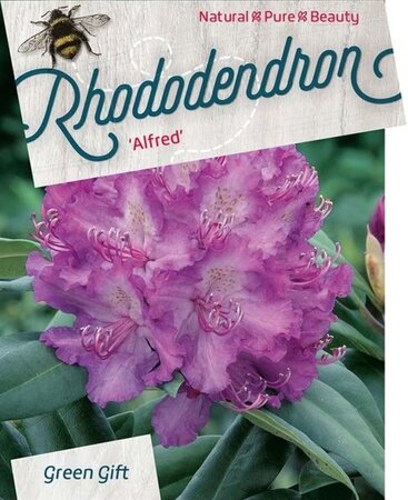 Rhododendron 'Alfred' 40-50 cm cont. 10L - afbeelding 2