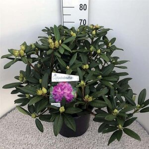 Rhododendron 'Alfred' 50-60 cm cont. 20L - afbeelding 2