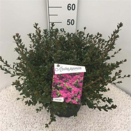 Rhododendron (AJ) 'Amoena' BLAUW 40-50 cm cont. 10L - afbeelding 2