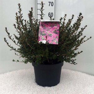 Rhododendron (AJ) 'Amoena' BLAUW 40-50 cm cont. 10L - afbeelding 3