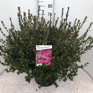 Rhododendron (AJ) 'Amoena' BLAUW 50-60 cm cont. 20L - afbeelding 1