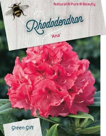 Rhododendron 'Ana' ROZE 40-50 cm cont. 10L - afbeelding 1