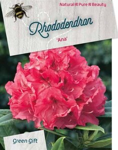 Rhododendron 'Ana' ROZE 40-50 cm cont. 10L - afbeelding 1