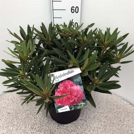 Rhododendron 'Ana' ROZE 40-50 cm cont. 10L - afbeelding 2