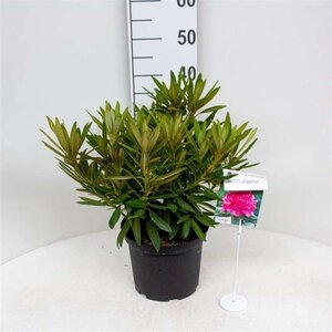 Rhododendron annae 30-40 cm cont. 5,0L