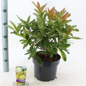 Rhododendron knaphill 'Anneke' GEEL 30-40 cm cont. 5,0L - afbeelding 1