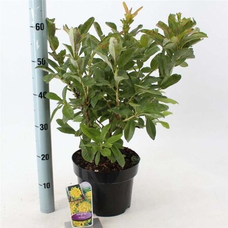 Rhododendron knaphill 'Anneke' GEEL 30-40 cm cont. 5,0L - afbeelding 2