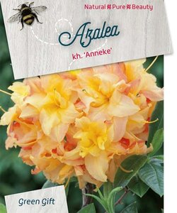 Rhododendron knaphill 'Anneke' GEEL 40-50 cm cont. 10L - afbeelding 2