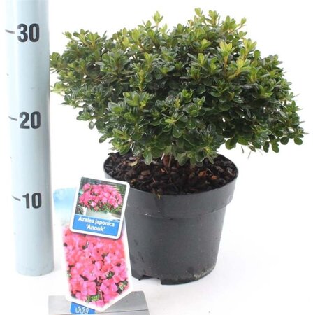 Rhododendron (AJ) 'Anouk' 20-25 cm cont. 2,0L - afbeelding 2