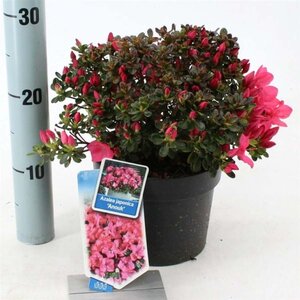 Rhododendron (AJ) 'Anouk' 20-25 cm cont. 2,0L - afbeelding 4