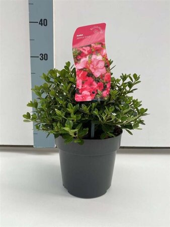 Rhododendron (AJ) 'Anouk' 20-25 cm cont. 2,0L - afbeelding 1