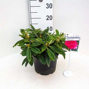 Rhododendron (Y) 'Arabella' 30 cm cont. 5,0L bol