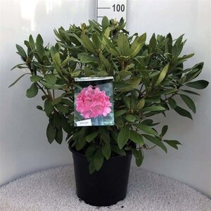 Rhododendron 'Anna Rose Whitney' 60-80 cm cont. 20L - afbeelding 1