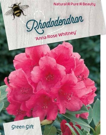 Rhododendron 'Anna Rose Whitney' 60-80 cm cont. 20L - afbeelding 2