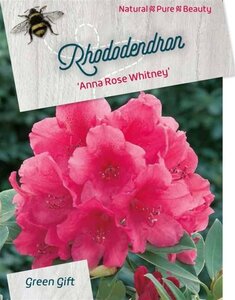 Rhododendron 'Anna Rose Whitney' 80-100 cm cont. 40L