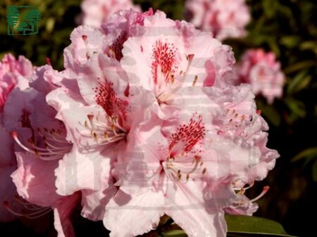 Rhododendron 'Albert Schweitzer' ROZE 30-40 cm cont. 4,0L