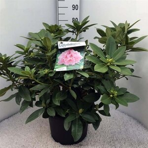 Rhododendron 'Albert Schweitzer' ROZE 60-80 cm cont. 20L - afbeelding 1