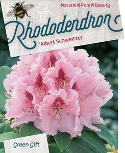 Rhododendron 'Albert Schweitzer' ROZE 60-80 cm cont. 20L - afbeelding 2