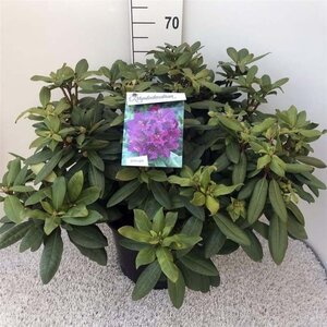 Rhododendron 'Azurro' 60-80 cm cont. 20L - afbeelding 2