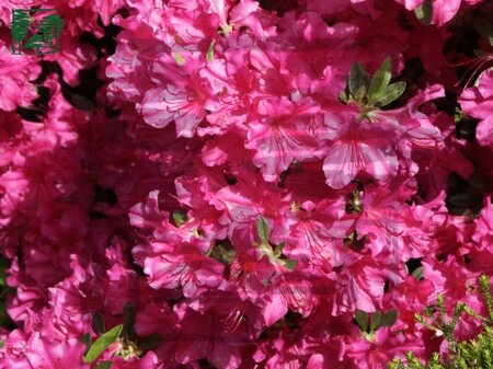 Rhododendron (AJ) 'Blaue Donau' BLAUW 30-40 cm cont. 3,0L - afbeelding 1