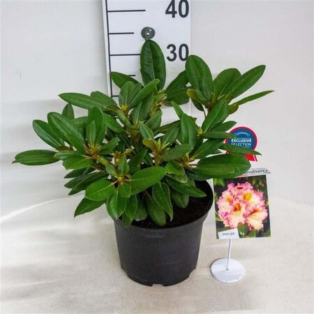 Rhododendron 'Bohlkens Kronjuwel' 30-40 cm cont. 5,0L