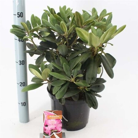 Rhododendron (Y) 'Blurettia' 30-40 cm cont. 5,0L - afbeelding 2