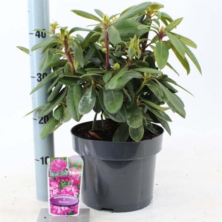 Rhododendron (Y) 'Blurettia' 30-40 cm cont. 5,0L - afbeelding 3