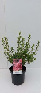 Rhododendron (AJ) 'Blaauw's Pink' ZALM 30-40 cm cont. 3,0L - afbeelding 3