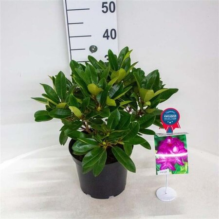 Rhododendron 'Blue Print' 30-40 cm cont. 5,0L