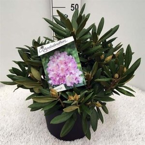 Rhododendron (Y) 'Caroline Allbrook' ROZE 40-50 cm cont. 10L - afbeelding 1