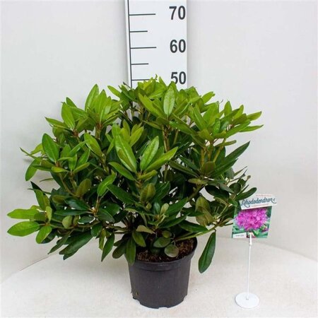 Rhododendron 'Catawb. Boursault' PAARS 30-40 cm cont. 5,0L - afbeelding 2