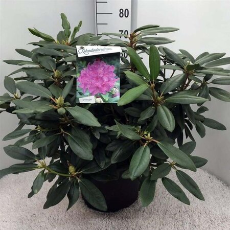 Rhododendron 'Catawb. Boursault' PAARS 60-80 cm cont. 20L - afbeelding 1