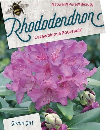 Rhododendron 'Catawb. Boursault' PAARS 60-80 cm cont. 20L - afbeelding 2