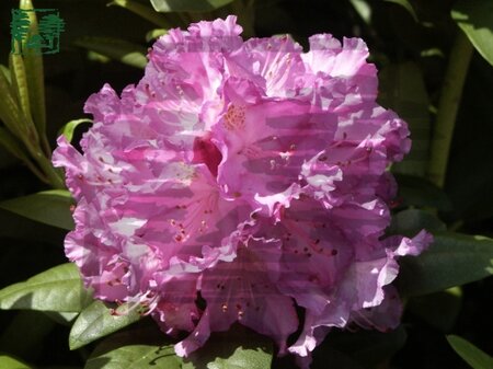 Rhododendron 'Catawbiense Grandiflorum' PAARS 100-120 cm met kluit - afbeelding 1