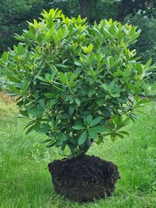 Rhododendron 'Catawbiense Grandiflorum' PAARS 100-120 cm met kluit - afbeelding 2