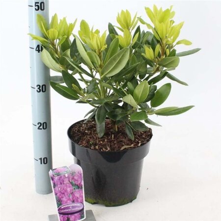 Rhododendron 'Catawbiense Grandiflorum' PAARS 30-40 cm cont. 5,0L - afbeelding 2